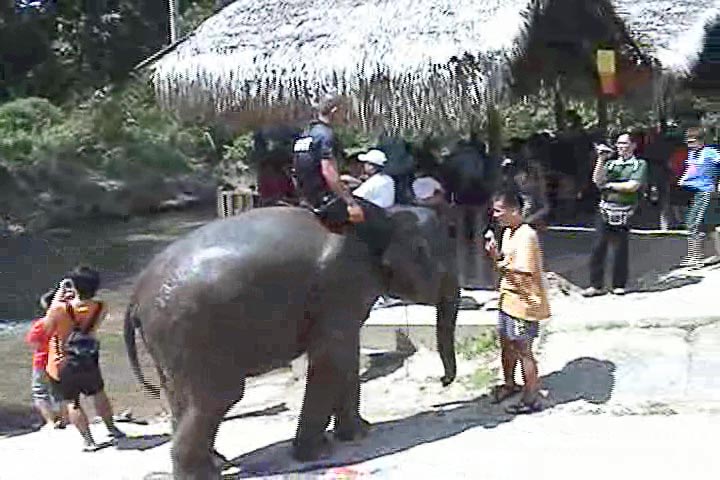 staff-riding-kuala-gandah-elephant-sanctuary