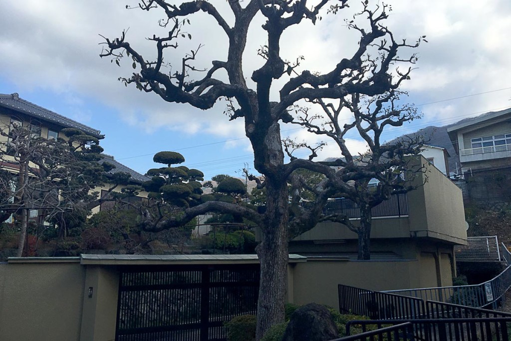 twisted-bare-tree-and-sky-shigisanguchi-japan
