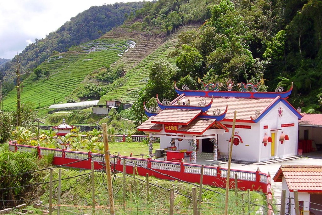 chinese-temple-rice-terraces-walk-9-tanah-rata