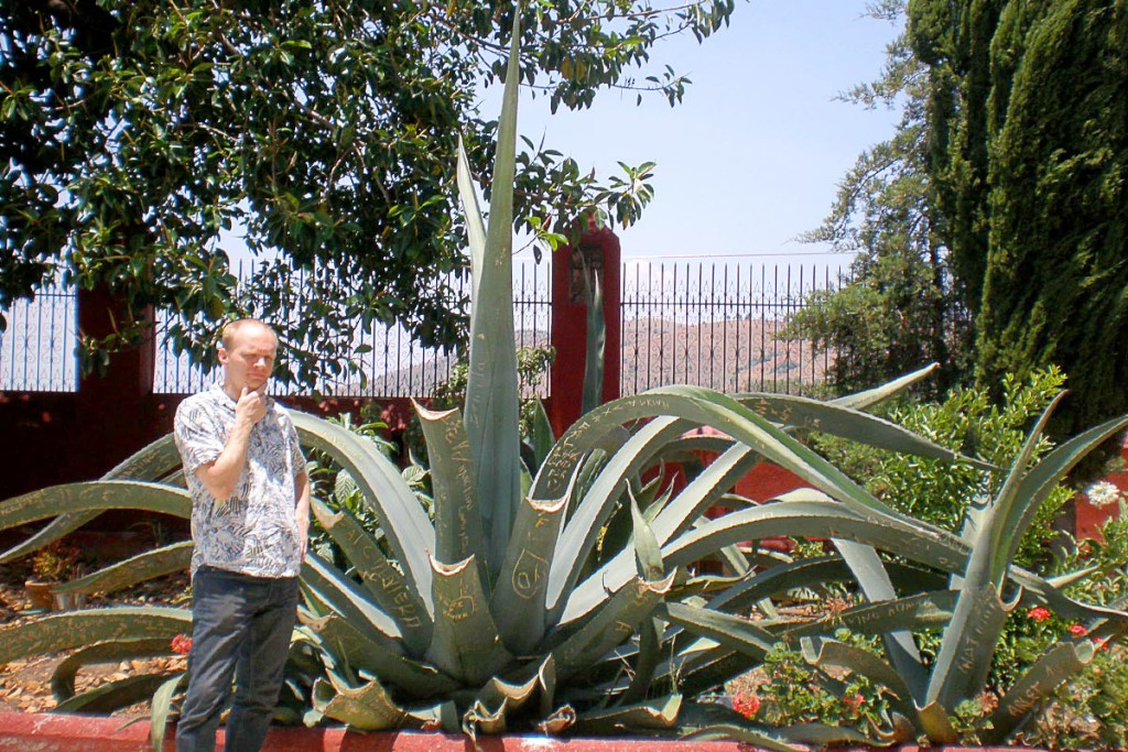 A cactus so big and strong people carved graffiti into it.