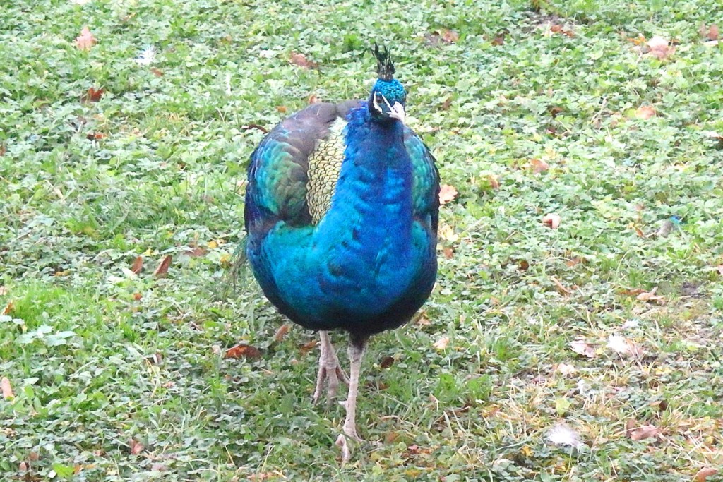 peacock-closeup-kromeriz-gardens-czech