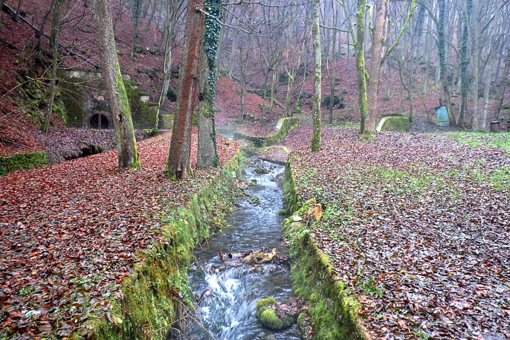 red-green-leaves-moss-aggtelek-hungary