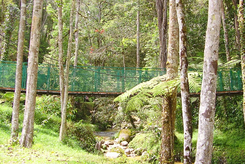 walkway-bridge-parit-falls-tanah-rata-malaysia