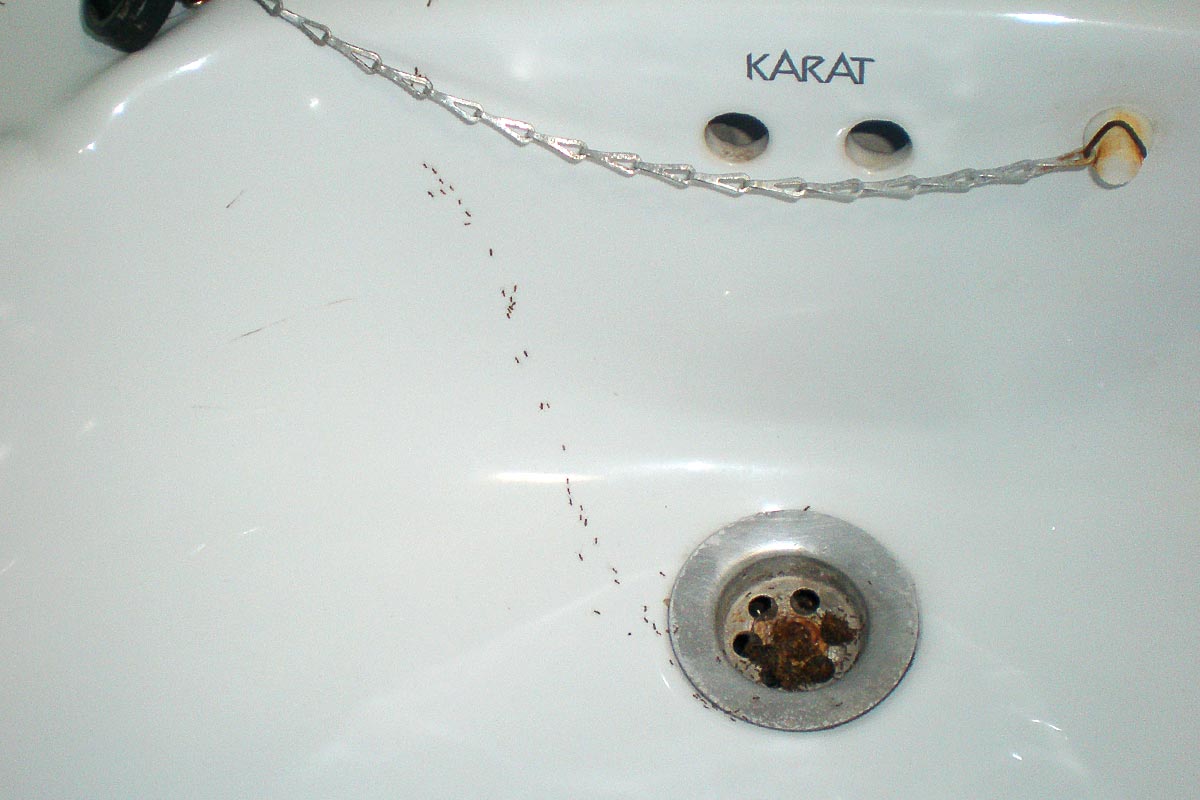ants-in-sink-sams-river-raft-kanchanaburi-room