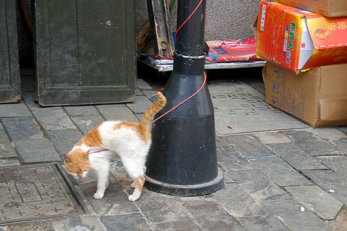 cat-on-leash-tunxi-street-huangshan-china