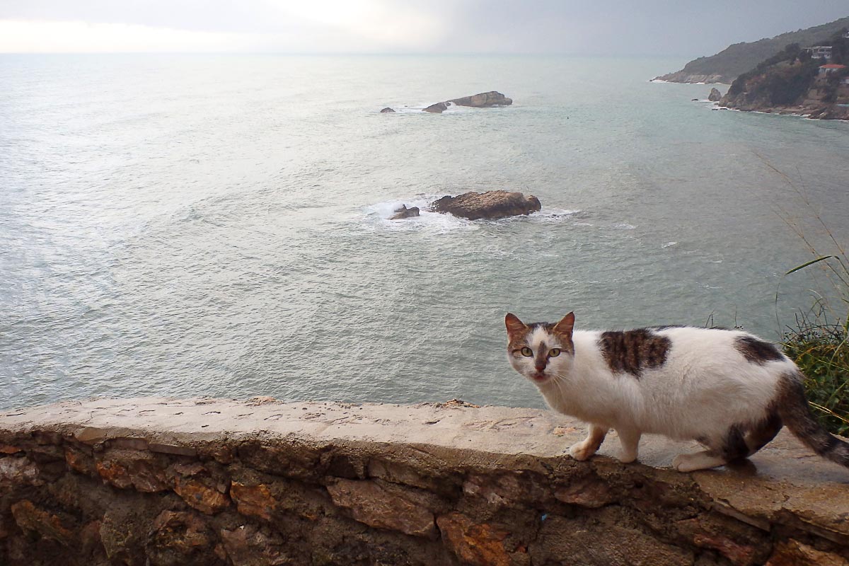 cat-on-wall-sea-ulcinj-montenegro