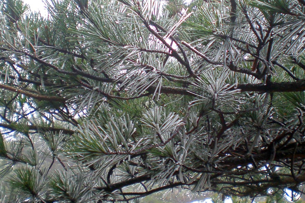 ice-frost-on-pine-needles-huangshan
