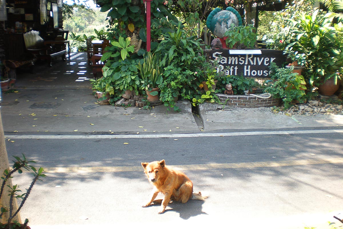sams-river-raft-house-dog-street-kanchanaburi
