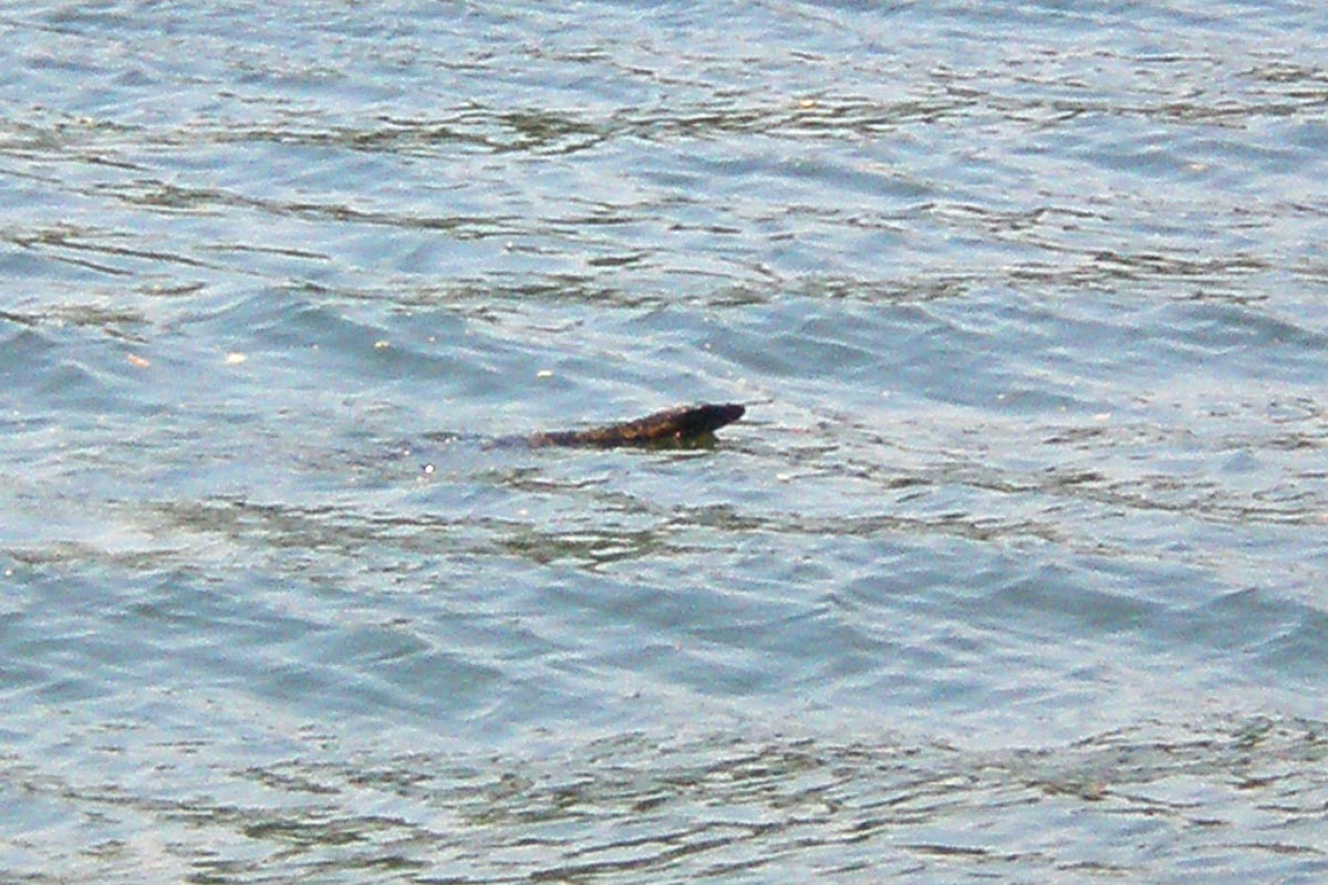 Siamese crocodile in the river just outside my room at VN Guesthouse.