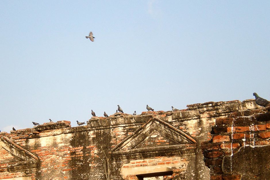 birds-ruins-lopburi-thailand