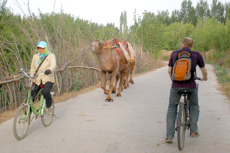 camels-jeremy-bicycle-dunhuang-china