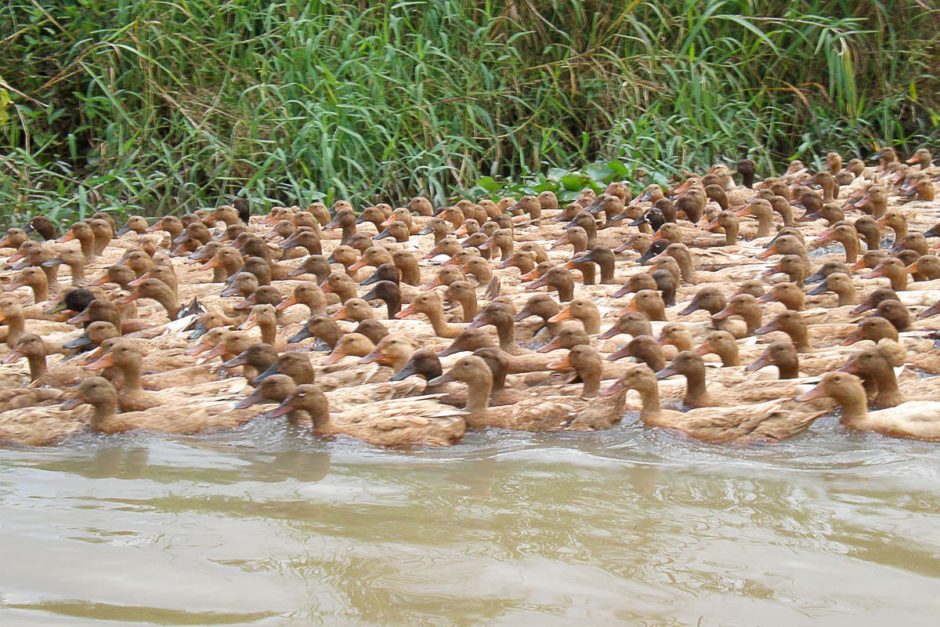 ducks-in-river-can-tho-vietnam