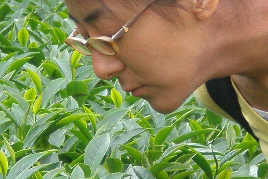 masayo-smelling-tea-leaves-taxiacun-china