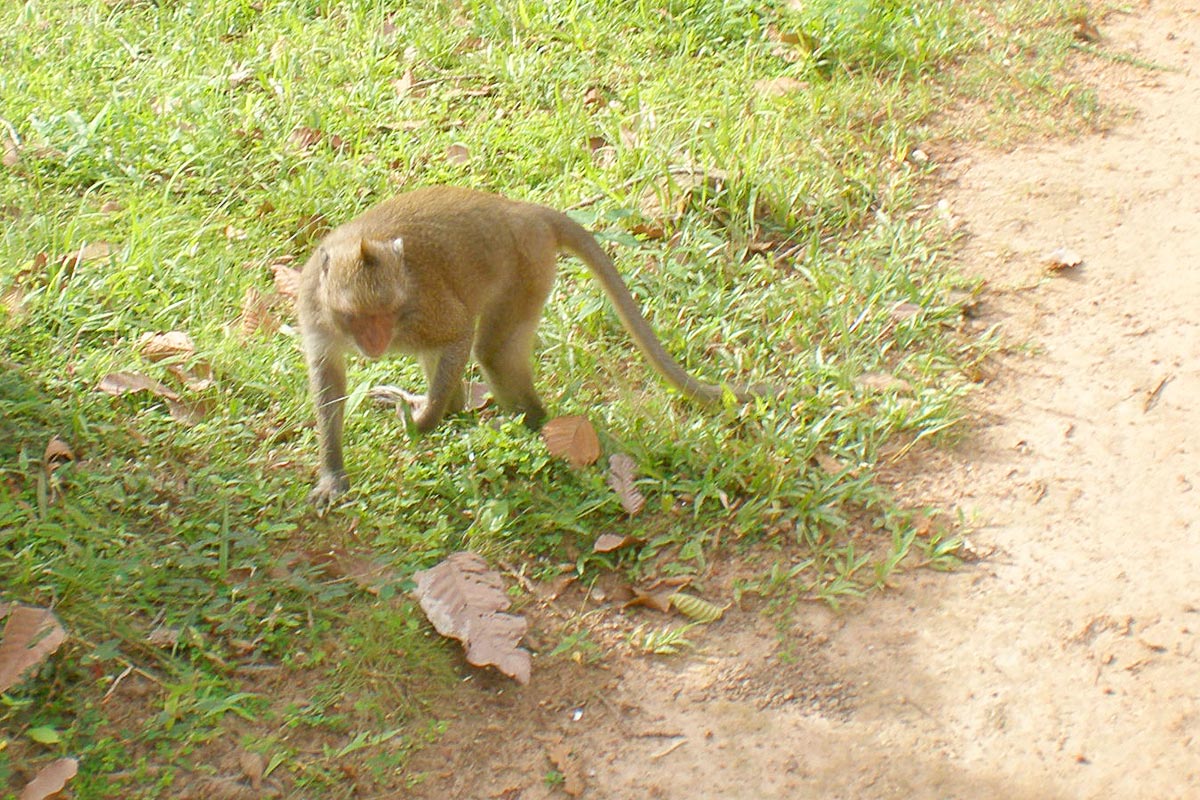 monkey-at-angkor-wat-cambodia