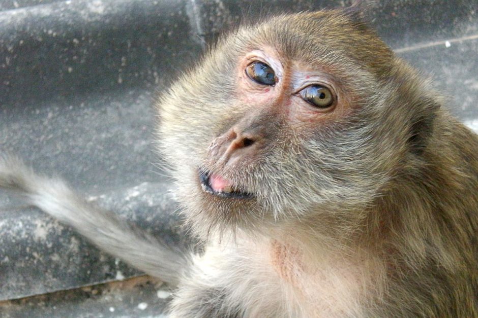 monkey-closeup-lopburi-thailand-hotel