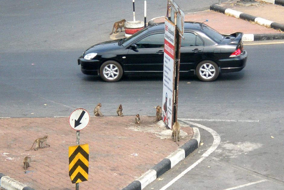 monkeys-car-in-road-lopburi-thailand