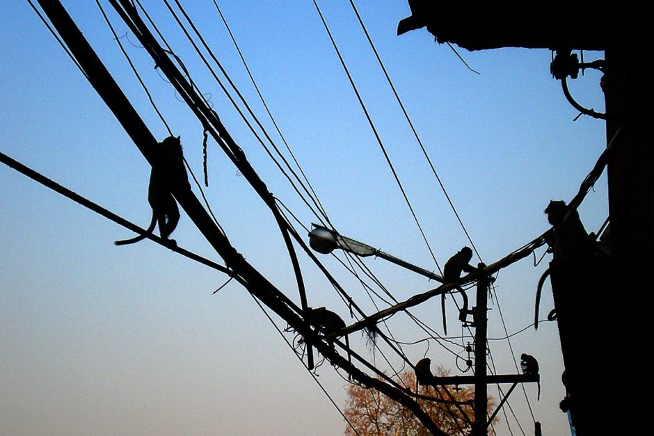 monkeys-wires-silhouette-lopburi-thailand