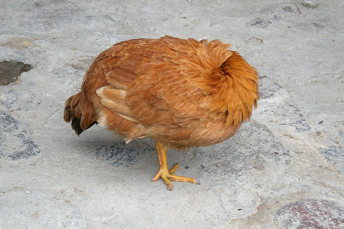 one-leg-no-head-chicken-fujian-tulou-china