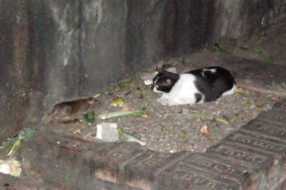 Rat vs. cat: a staring contest.