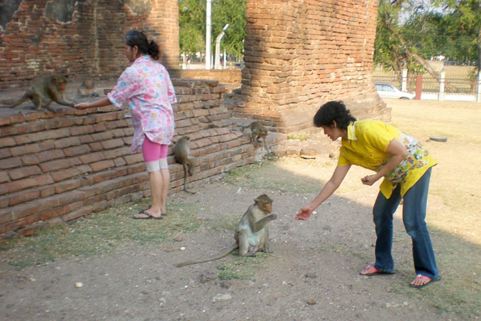 tourists-feeding-monkeys-lopburi-thailand