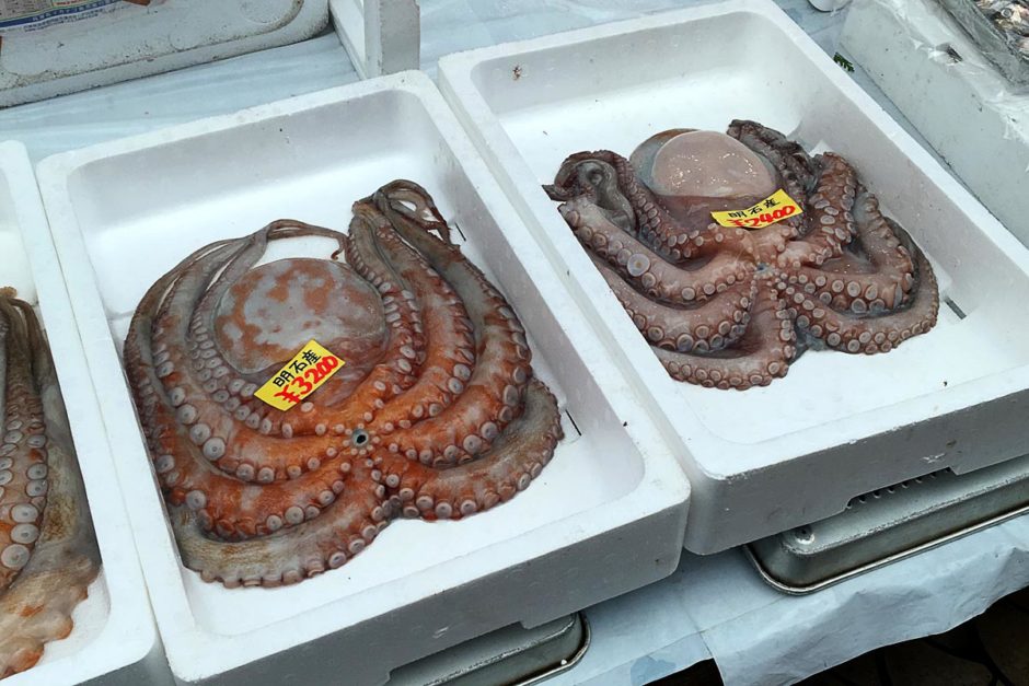 whole-octopus-for-sale-akashi-japan