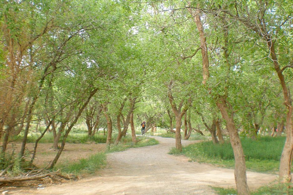 jeremy-biking-under-trees-dunhuang-china