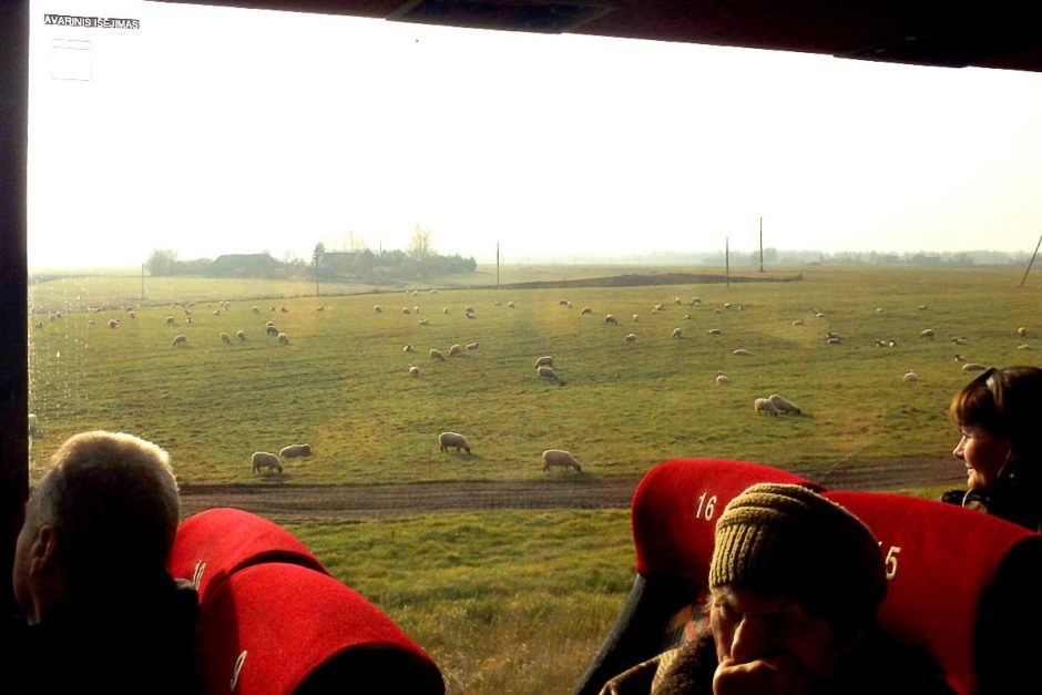 sheep-bus-window-lithuania-countryside
