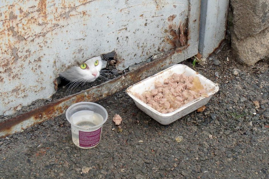 cat-wth-food-under-rusty-door-kutna-hora-station