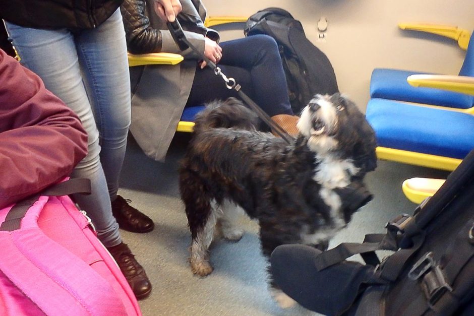 dog-on-leash-on-polish-train-to-malbork