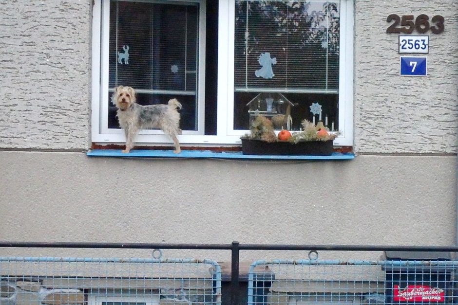 dog-on-window-ledge-kromeriz-house-czech