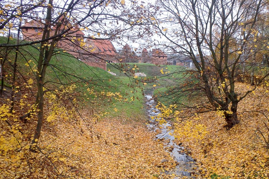 malbork-castle-yellow-leaves-bare-trees
