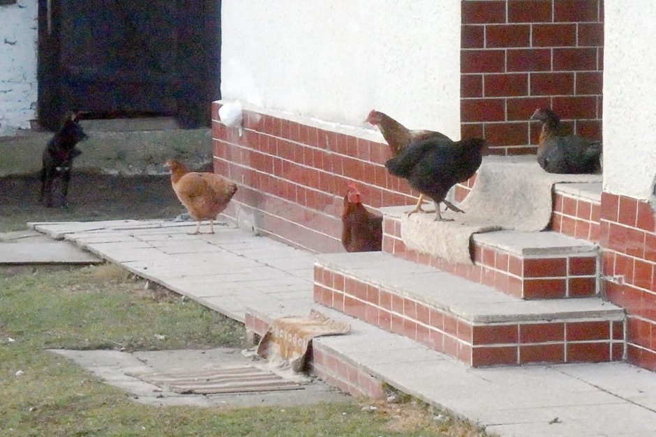 chickens-house-porch-kalna-roztoka