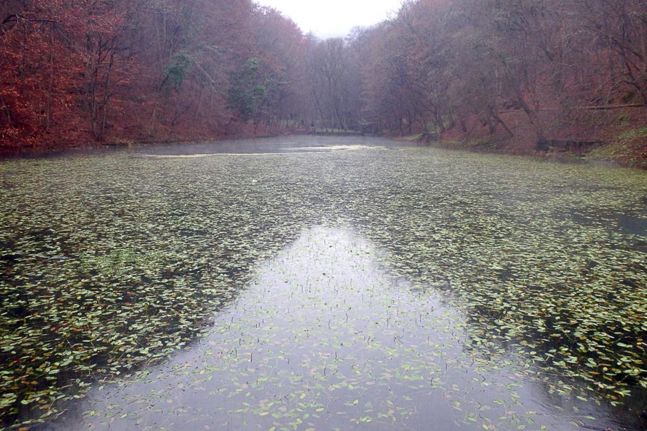 december-pond-at-voros-to-lake-hungary