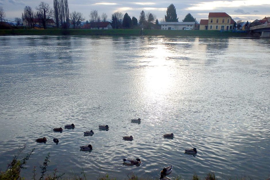 ducks-drava-river-ptuj-sunset-houses
