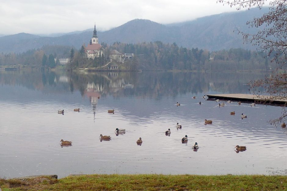 lake-bled-ducks-swimming-island-church