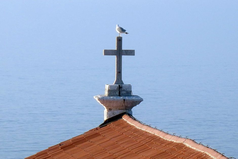 seagull-st-george-cross-piran-sea