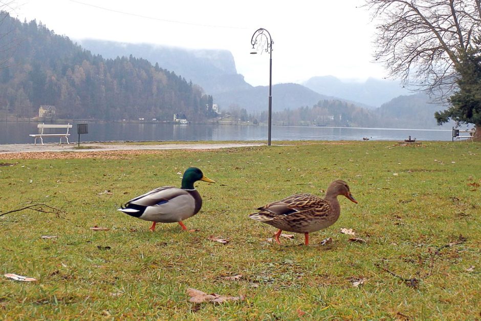 two-ducks-grass-lake-bled-slovenia