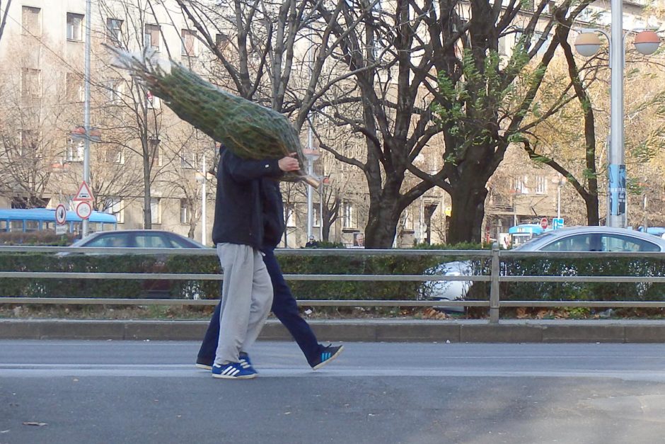 guys-carrying-christmas-tree-zagreb-street