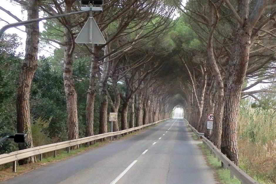 tunnel-of-trees-outside-piran-slovenia