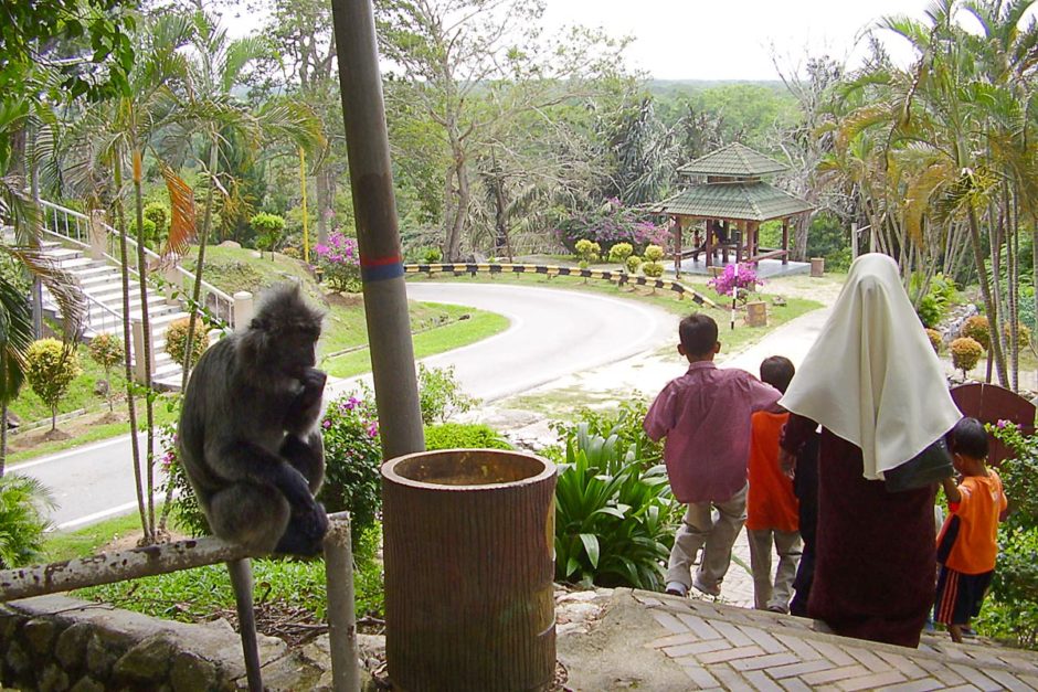 Kuala Selangor’s wild menagerie