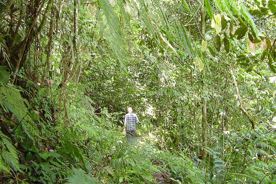 The waterfall walks of the Tanah Rata jungle
