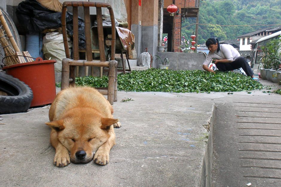 Tea leaves and local families in Taxiacun