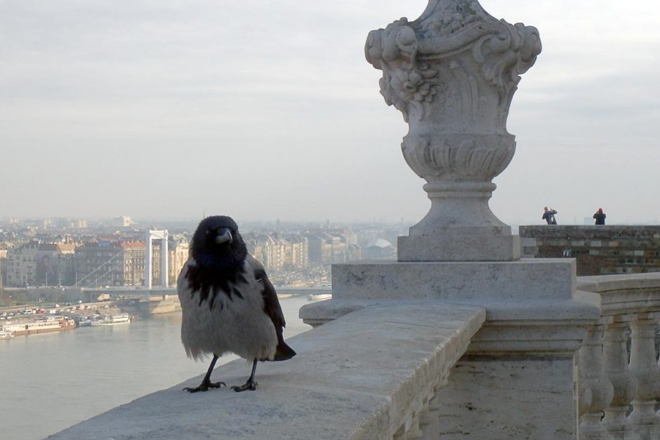 Visiting Buda and Pest by the Danube in Hungary
