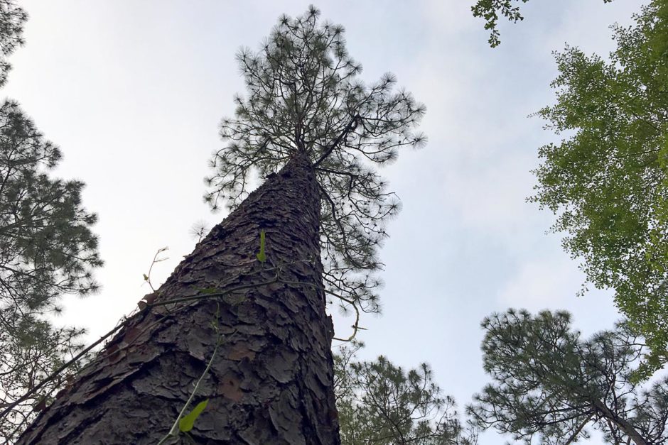 Oh the diabetic rage in Apalachicola National Forest